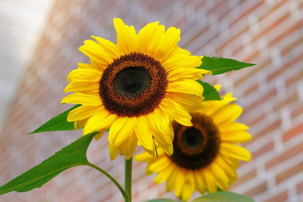 bright slunflowers