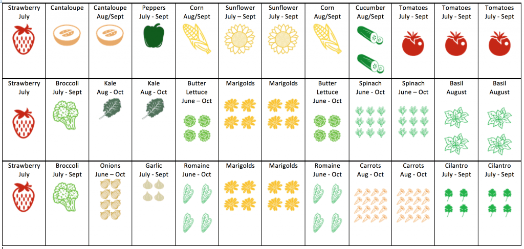 If you consider yourself a new gardener, a mom that wants to do something fun/educational with your kids, or a person that thinks starting from seeds is too hard, this post is for you! Learn about when to start seedlings indoors, the types of seeds to buy and plant. Check out this post for more great tips! | gardening, seedlings, family garden, square foot gardening, urban garden, starting seeds indoors, #plantingseedsindoors #seeds #vegetablegarden #squarefootgardening #ourhappyhive