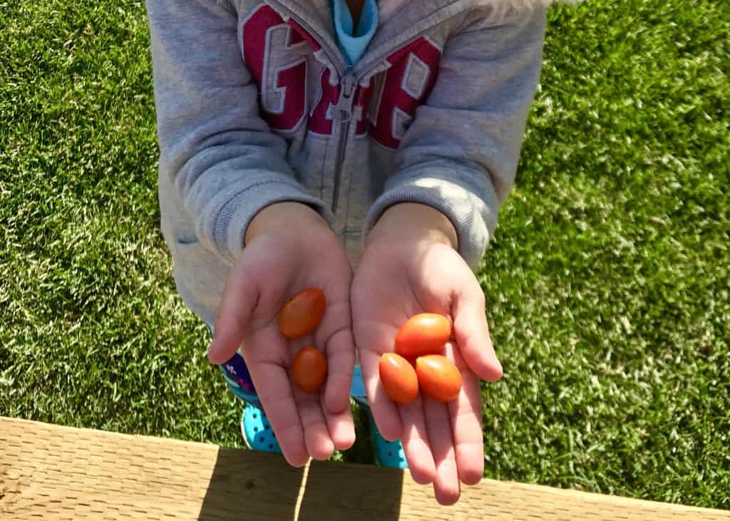 #squarefootgardening #sfg #melbartholomew #gardening #growyourownfood #companionplanting #family #familygarden #summergarden #farmtotable #ourhappyhive