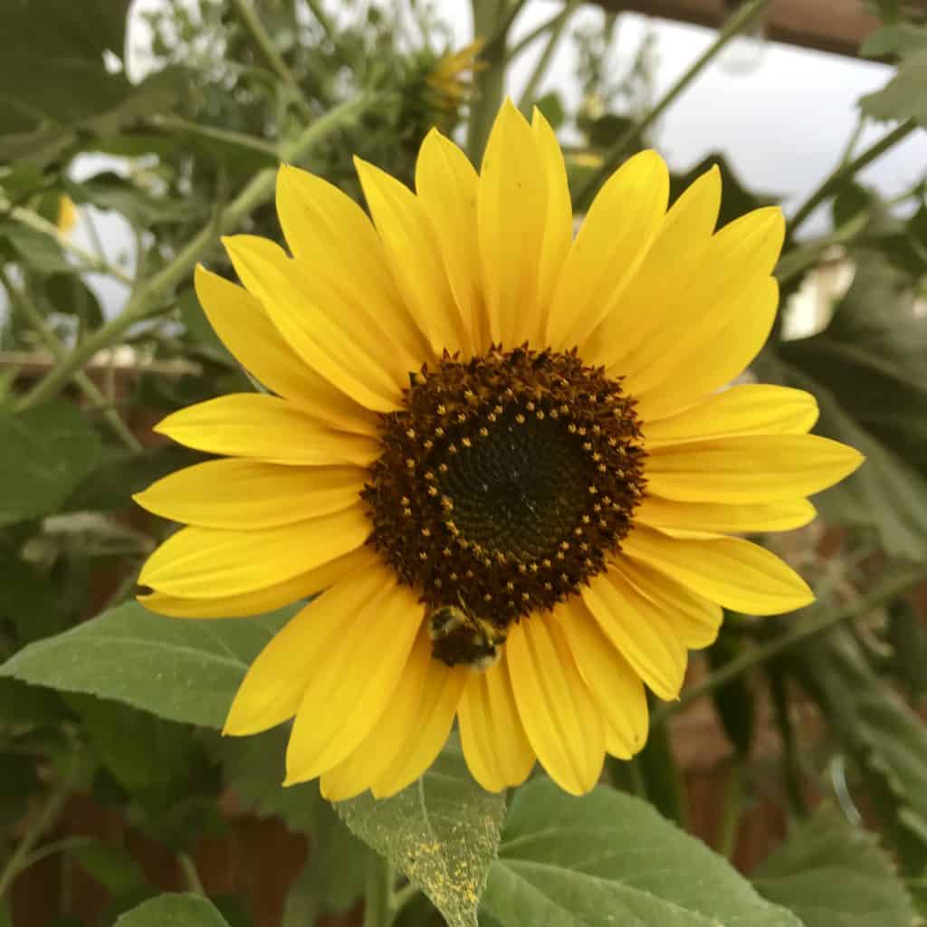 #squarefootgardening #sfg #melbartholomew #gardening #growyourownfood #companionplanting #family #familygarden #summergarden #farmtotable #ourhappyhive