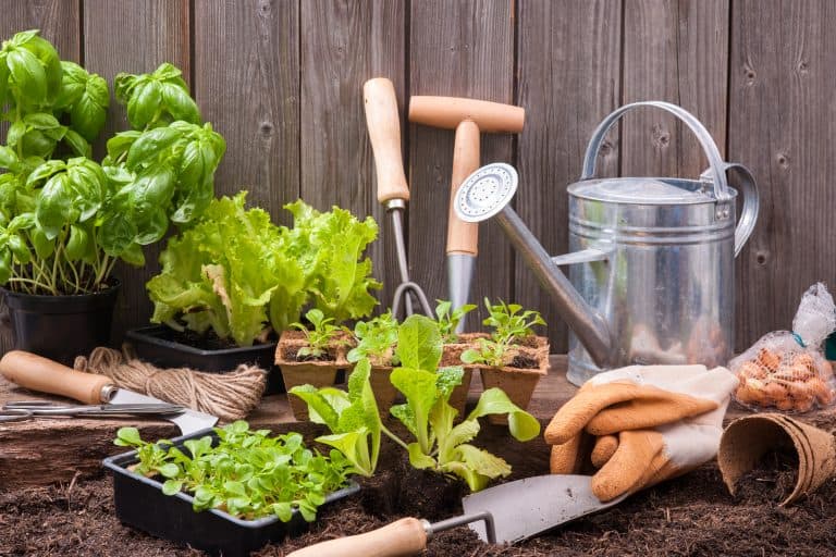 Square Foot Gardening Your Family Will Want To Try