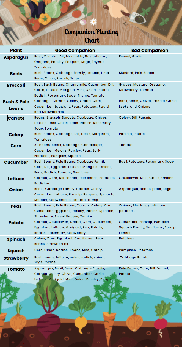 Companion Planting Chart - Our Happy Hive