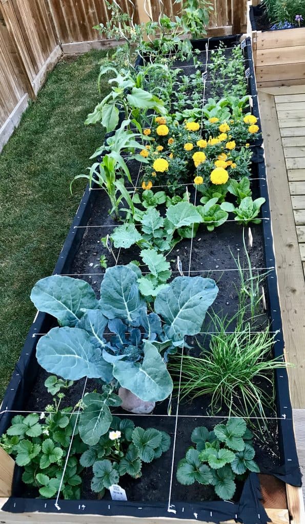 #companionplanting #squarefootgarden #raisedbeds #vegetablegarden #garden #gardening #nopesticides #growyourownfood #farmtotable #organic #ourhappyhive