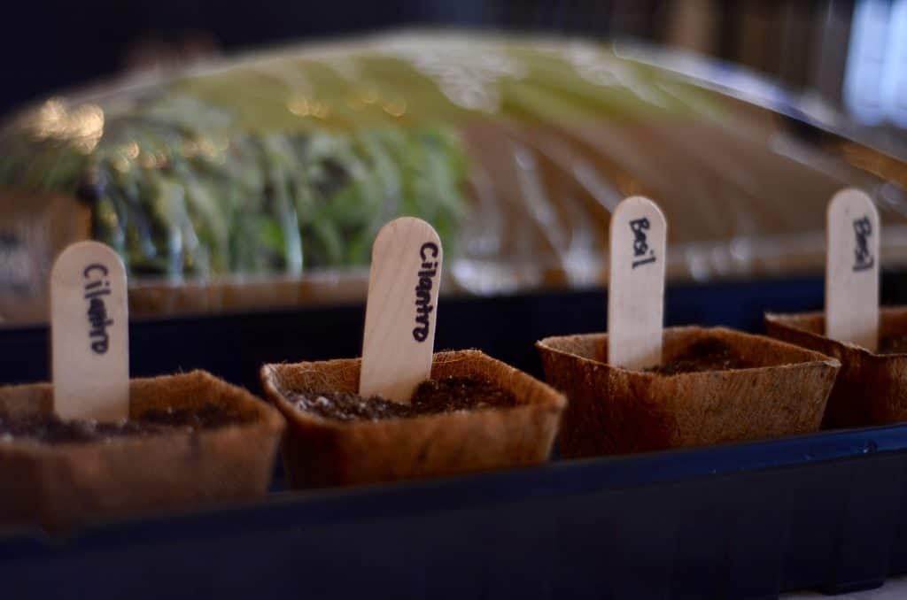 If you consider yourself a new gardener, a mom that wants to do something fun/educational with your kids, or a person that thinks starting from seeds is too hard, this post is for you! Learn about when to start seedlings indoors, the types of seeds to buy and plant. Check out this post for more great tips! | gardening, seedlings, family garden, square foot gardening, urban garden, starting seeds indoors, #plantingseedsindoors #seeds #vegetablegarden #squarefootgardening #ourhappyhive