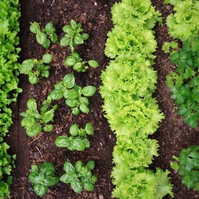 Companion Planting –How to Safely Nurture & Protect Your Garden For Optimum Yield