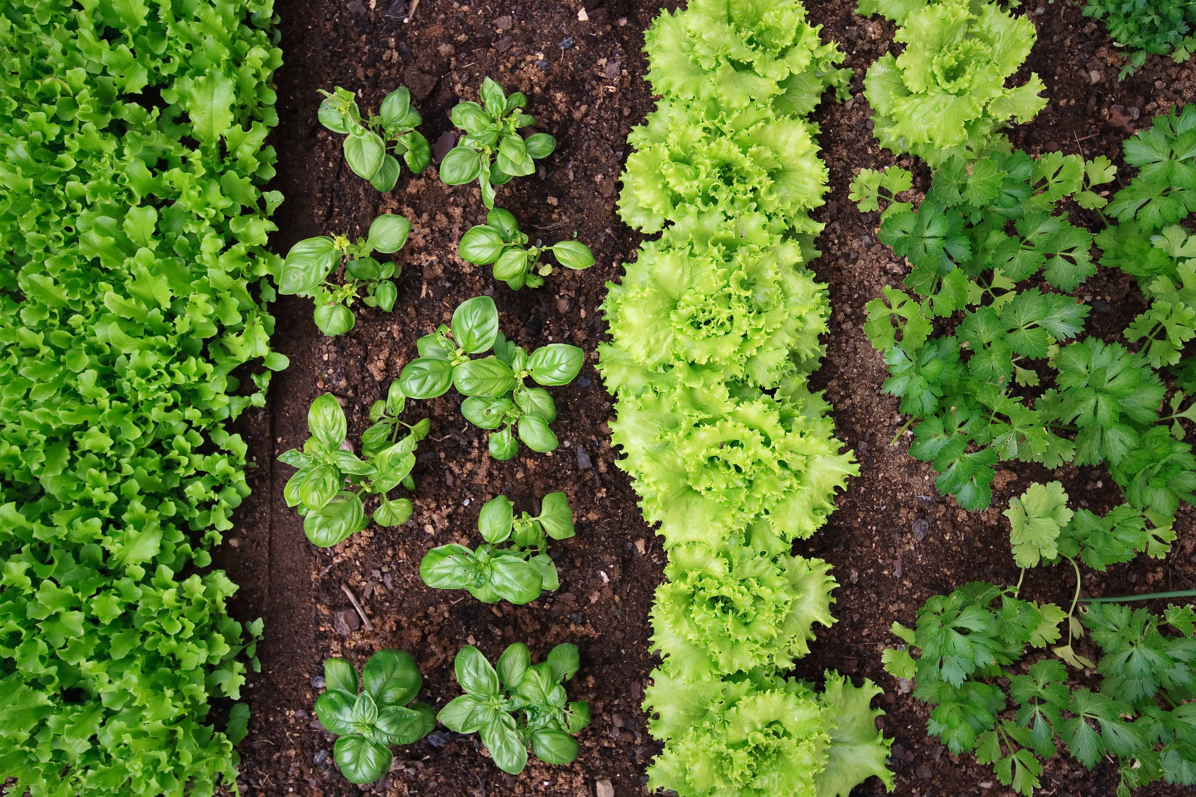 Square Foot Gardening - How Does Companion Planting Work? - One