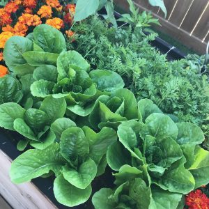 Close up of a squarefoot garden with lettuce and marigolds