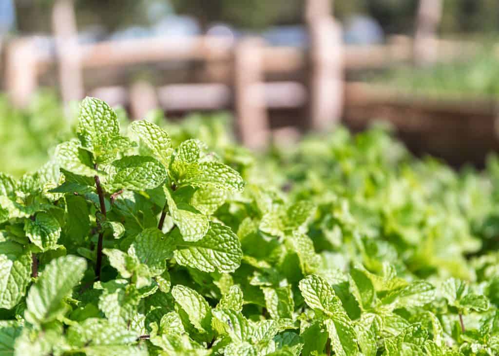 Fresh peppermint plant used for essential oils