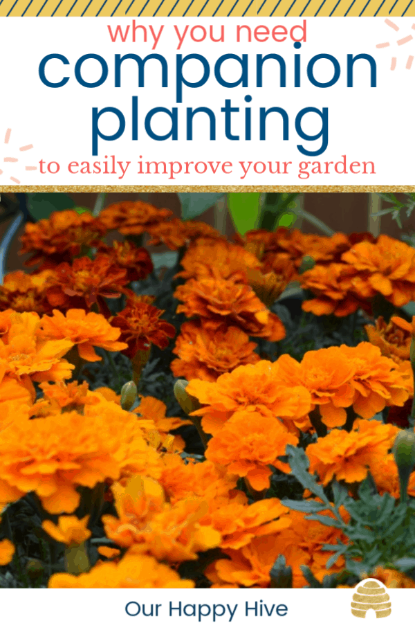 Beautiful orange marigolds with text why you need companion planting to easily improve your garden