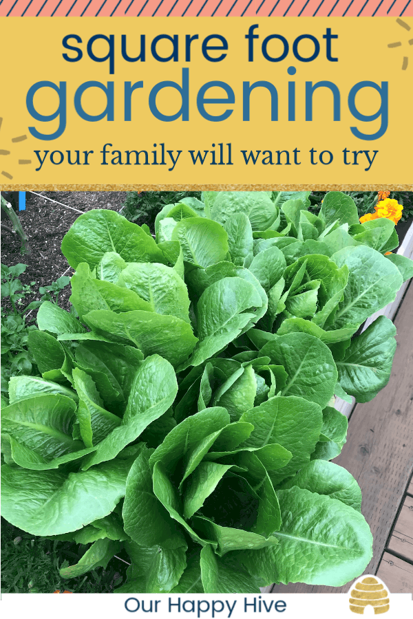 Rows of Romaine Lettuce with text Square Foot Gardening your family will want to try