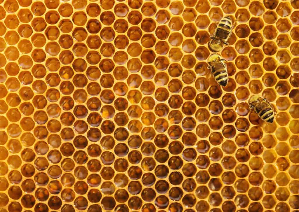 Bees on the honeycomb background